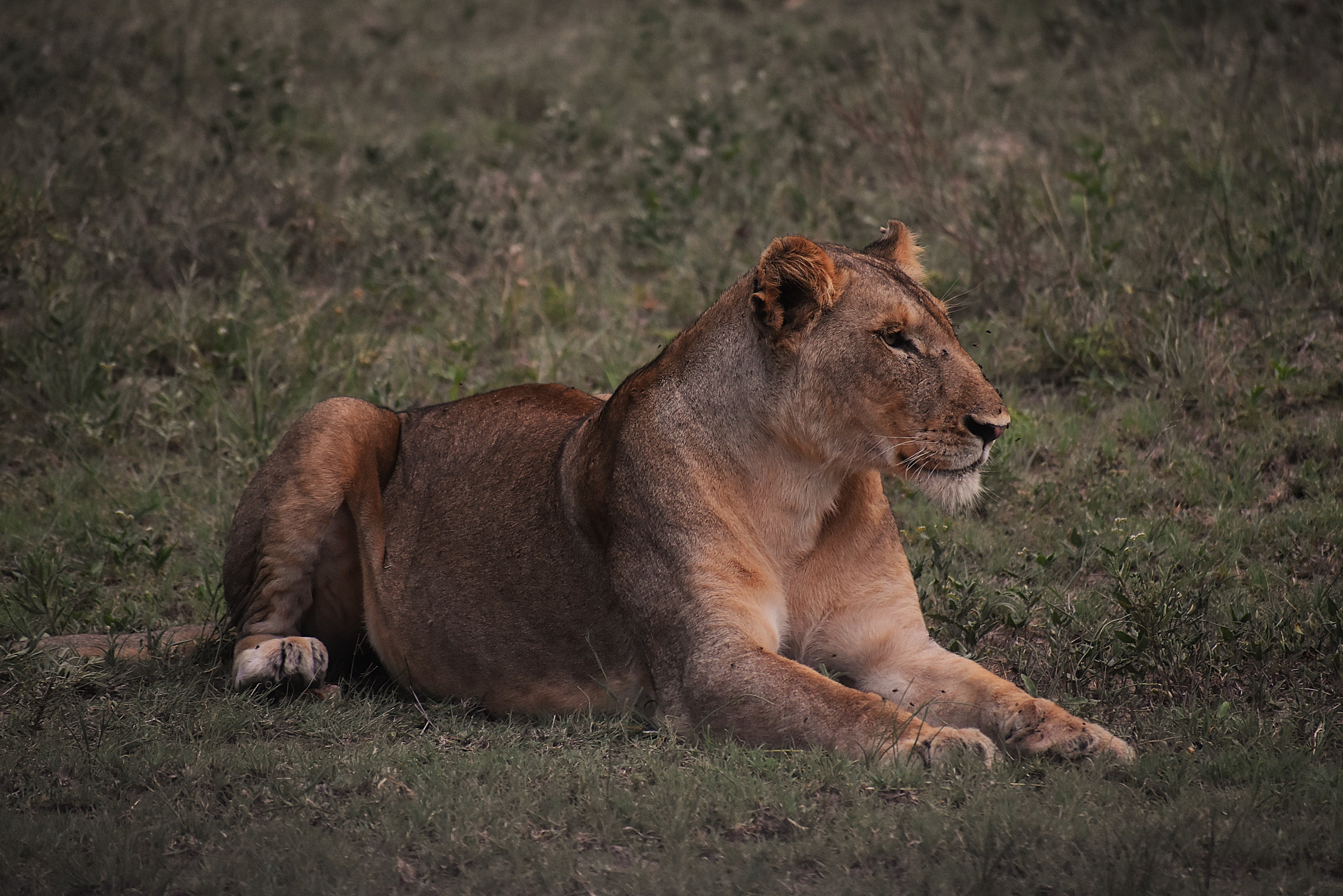 leona en safari en áfrica